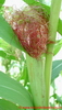 Zea mays